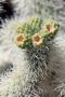 13JoshuaTree - 46